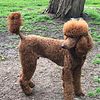Red Standard Poodle Stud Health tested and Proven Gorgeous
