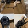 Cane corso puppies 