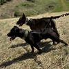 Bull terrier cross