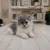 Rehoming my Maine coons