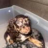 American Cocker Spaniel