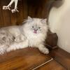 HIMALAYAN CFA MALE KITTEN $700