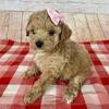 CKC Toy Poodle Puppies