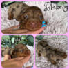 Dapple Miniature Dachshund puppies