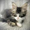 2 purebred European Maine Coon kittens $1500 huge fluffy line