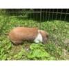 senior female pedigree rabbit