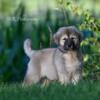 Female Caucasian Shepherd Puppies