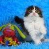 NEW Elite Scottish fold kitten from Europe with excellent pedigree, female. Bohemia