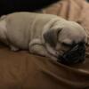 French Bulldog Puppy for Sale