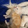 Persian kittens ready for their forever home