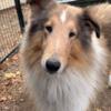 Rough collie pups waitlist