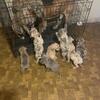 Merle Mastiff puppies