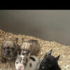 Fluffy carier pups looking for new home