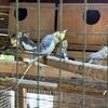 Cockatiels for sale