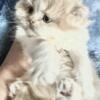 Purebred cream white Persian kitten