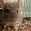 Chinchilla Rehoming