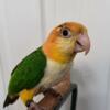 Baby White Bellied Caiques