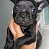 Beautiful Frenchie Puppies