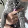 Scottish fold kitten