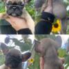 French bulldog puppys