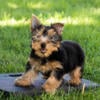 AKC Male yorkie puppy in Indiana (Billy)