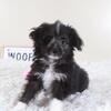 Dolly Toy Aussie-poo Puppy