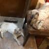 Bonded Breeding pair of Snow Lynx Bengals