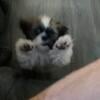 shih tzu male puppy for sale, cute