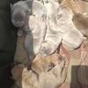 Cane Corso Puppy