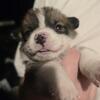 Beautiful sable puppies due to go nov 24