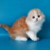 NEW Elite Scottish fold kitten from Europe with excellent pedigree, male. Leon