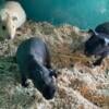 Two skinny pig females