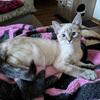 Registered female seal lynx point ready now 