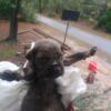 New Born Dogs For Sale