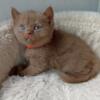 NEW Elite British kitten from Europe with excellent pedigree, male. NOV Ustas