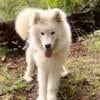 AKC SAMOYED MALE RUSSIAN BLOODLINES