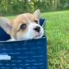 Corgi puppy for sale