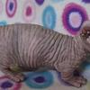 Bambino and Sphynx