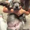 Cane corso puppies ICCF registered