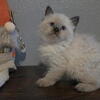 Himalayan Persian kittens 