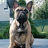 French bulldog male