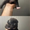 American Bully Puppies