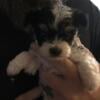 Tiny Maltipoo pups are here looking for forever homes