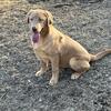 Akc yellow labs