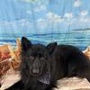 Long-haired European German Shepherd, male