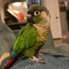 Rehoming Green Cheek Conure and Indian Ringneck together in Central Illinois