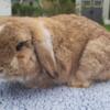 Vienna marked chestnut Holland lop buck