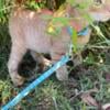 Abyssinian Somali cat, Leo