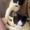 2 Male Kittens Ready for New Homes