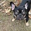 French Bulldog Chocolate Tri AKC full rights 
